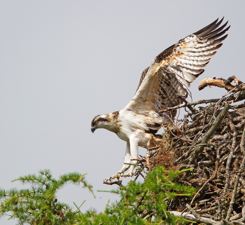 Osprey - Pandion haliaetus - Cairngorms