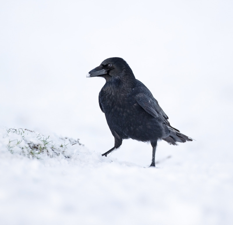 Carrion Crow - Corvus corone - Hedgerows and Woodland