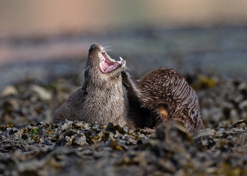 Otter Wildlife Photography