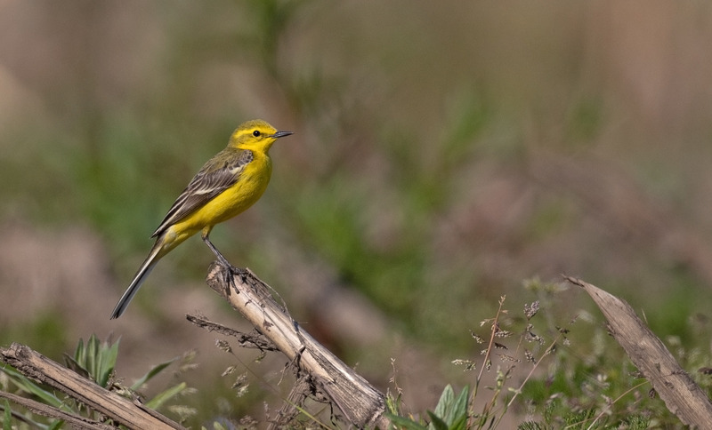 Frodsham Marsh | Yellow Wagtail