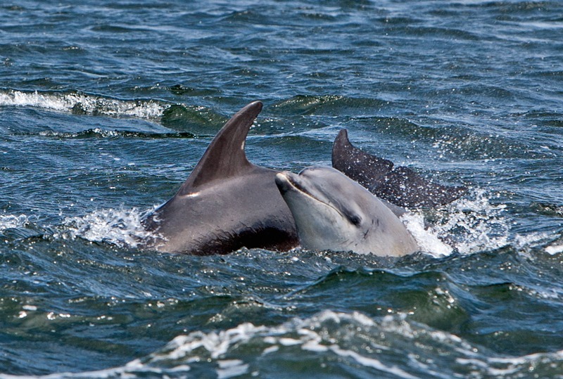 Bottle Nose Dolphin | Wildlife Photography | Graham Manson