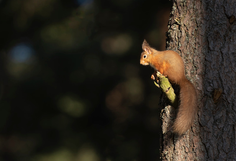 Red Squirrel | Cairngorms