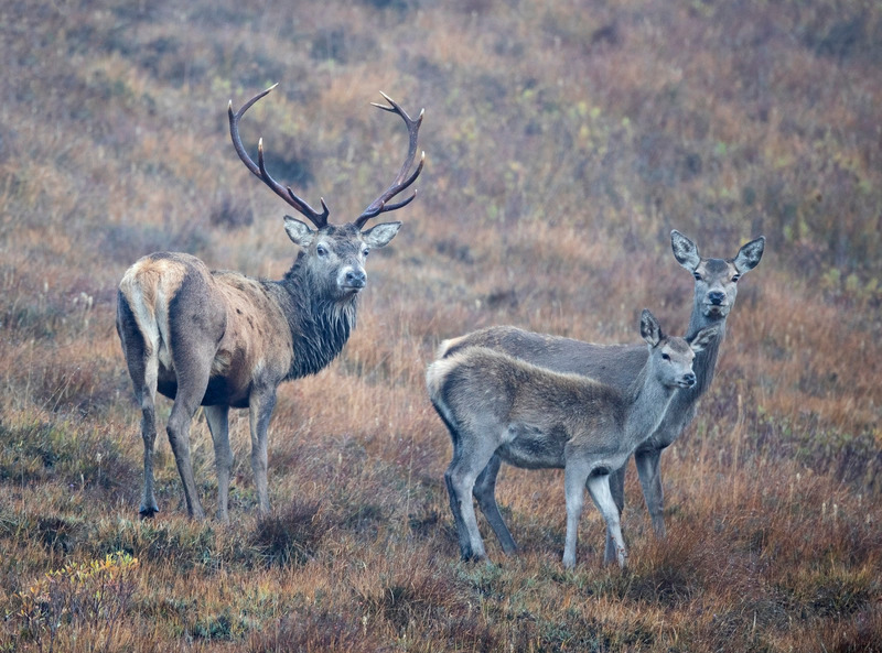 Red Deer | Stronchreggan