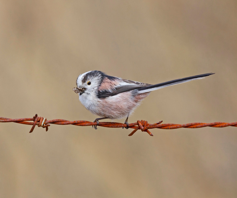 Long tailed Tit | Ardnamurchan Wildlife