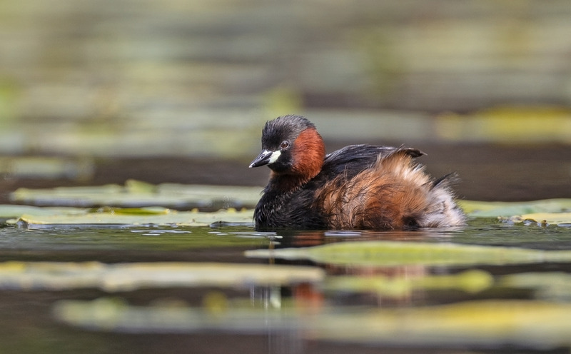 Little Grebe - Tachybaptus ruficollis - Lakes, Streams and Ponds
