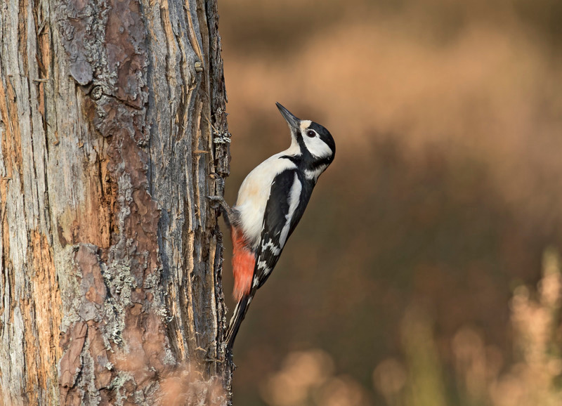 Greater Spotted Woodpecker - Dendrocopos major - Cairngorms