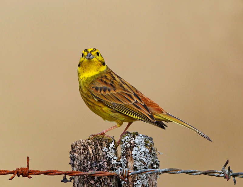 Yellowhammer | Ardnamurchan Wildlife