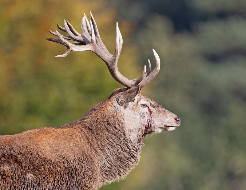 Red Deer Stag | Graham Manson | Photography