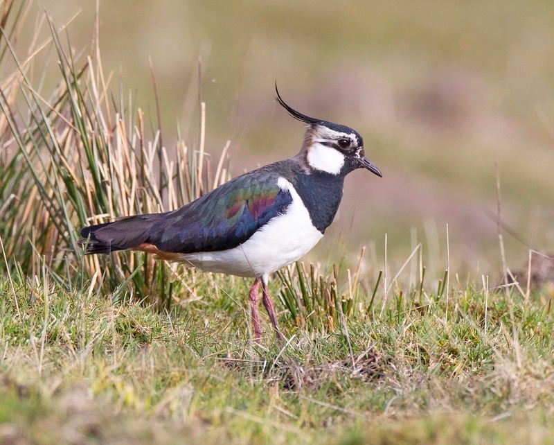 Lawing - - On the moors