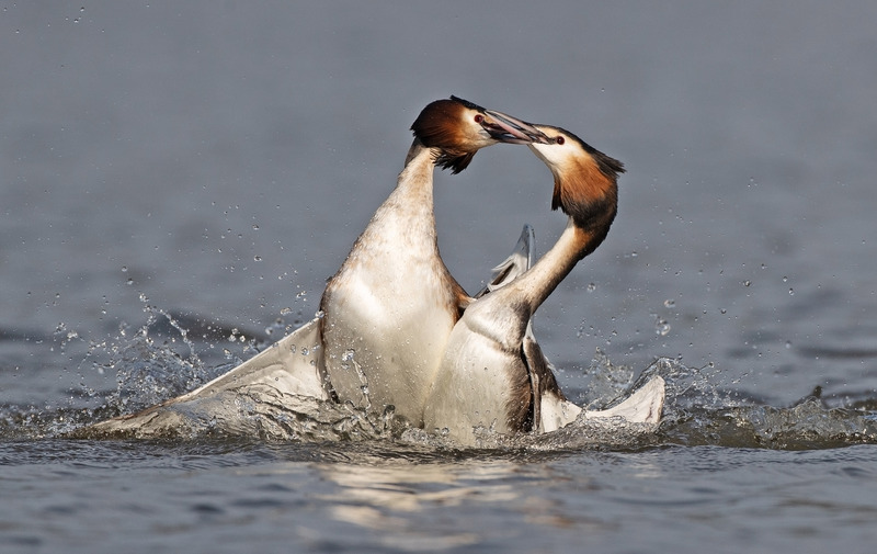 Great Crested Grebe - Podiceps cristatu - Lakes, Streams and Ponds