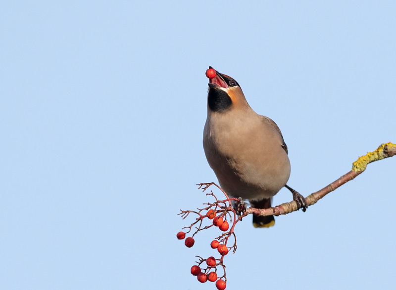 Waxwing - Bombycilla garrulus - Hedgerows and Woodland