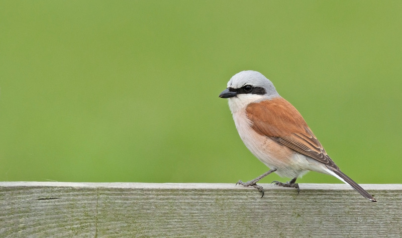 Red-backed Shrike - Lanius collurio - Meadows, Fields and Open spaces