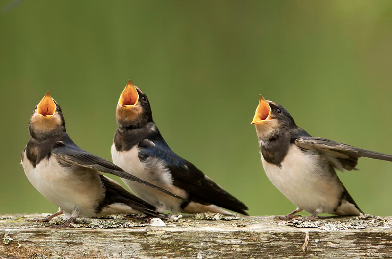 Swallow - Hirundo rustica - Cairngorms