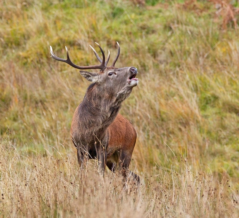 Red Deer Stag | Ardnamurchan Wildlife