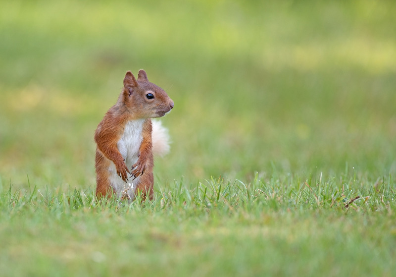 Red Squirrel | Ardnmurchan