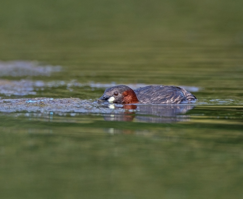 Little Grebe