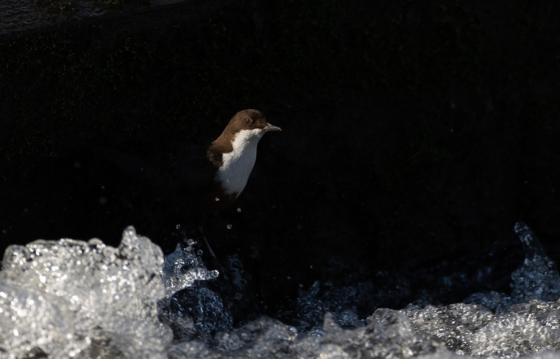 Dipper - Cinclus cinclus - Lakes, Streams and Ponds