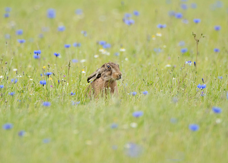 Brown Hare | Wildlife Photography