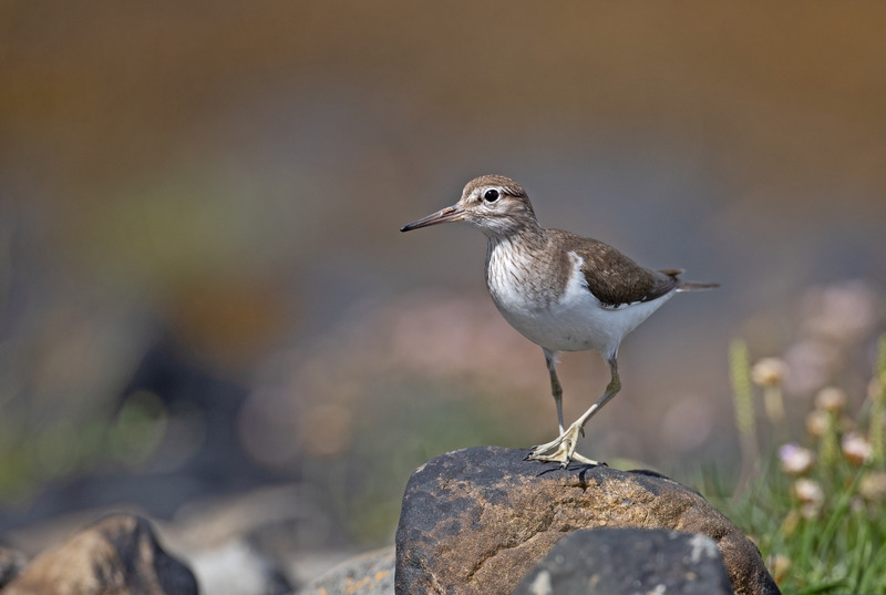 Common Sandpiper - Actitis hypoleucos - Ardnamurchan