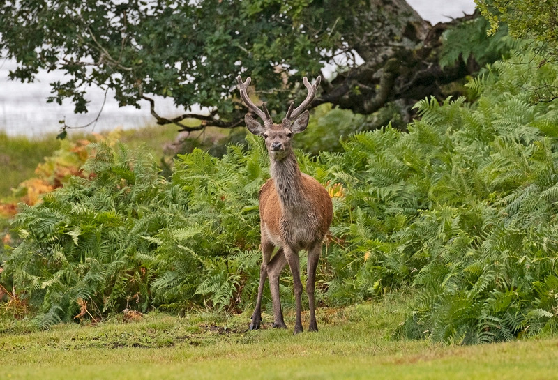 Stag