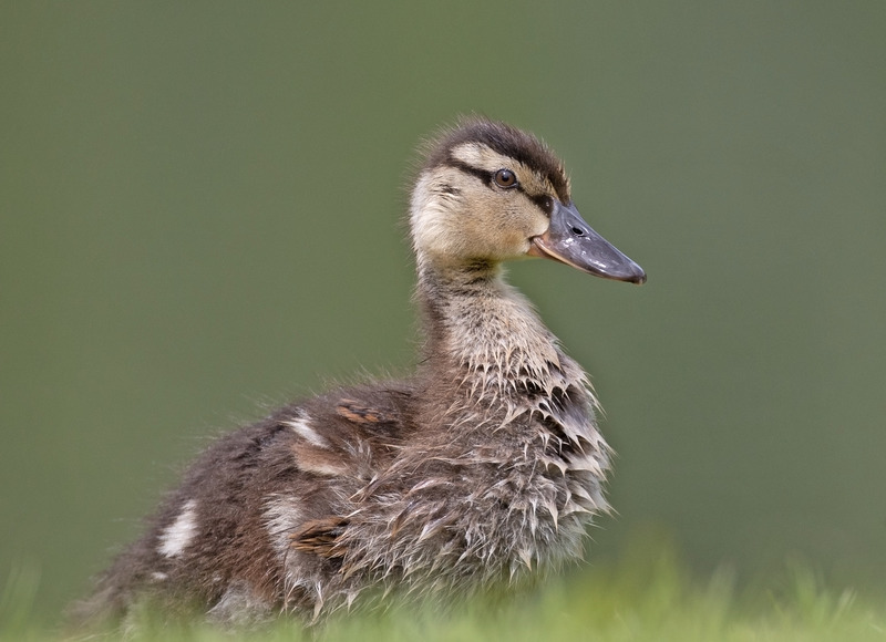 Mallard - Anas platyrhynchos - Lakes, Streams and Ponds