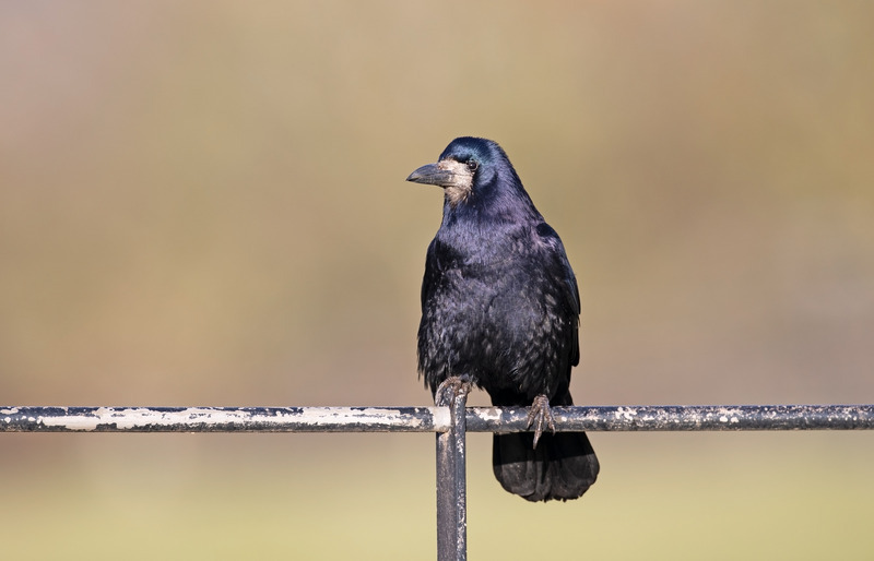Rook - Corvus frugilegus - Meadows, Fields and Open spaces