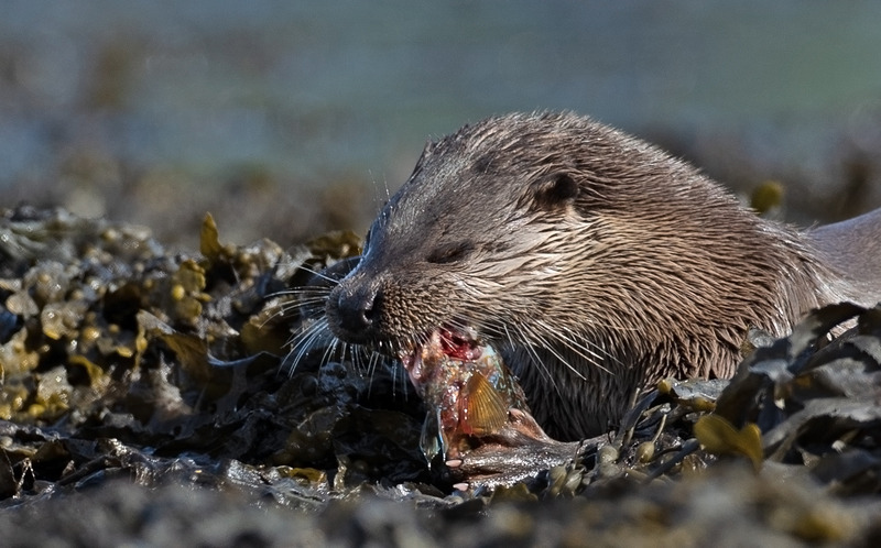 Otter feeding on Scottish Loch shore