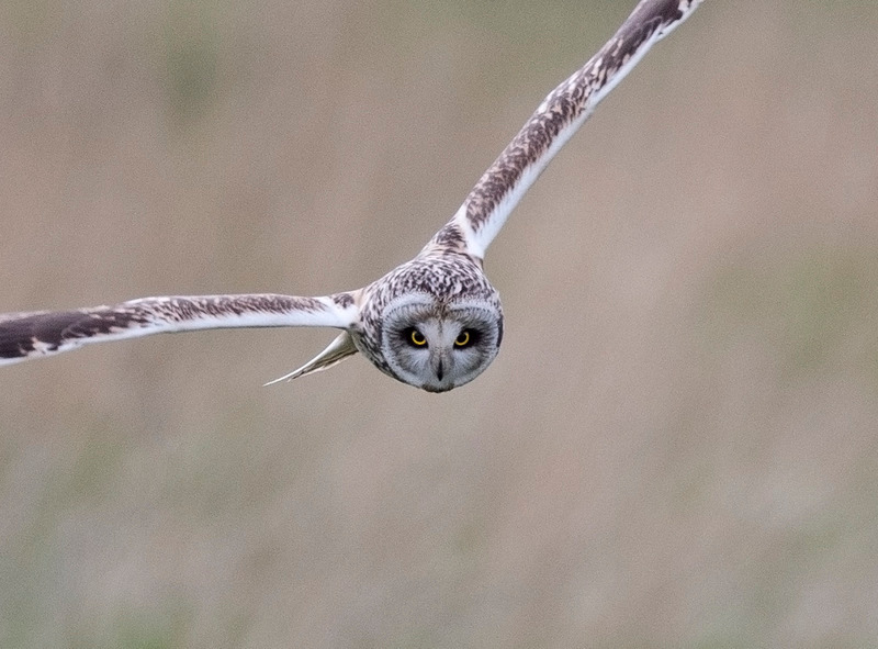 Short-eared Owl