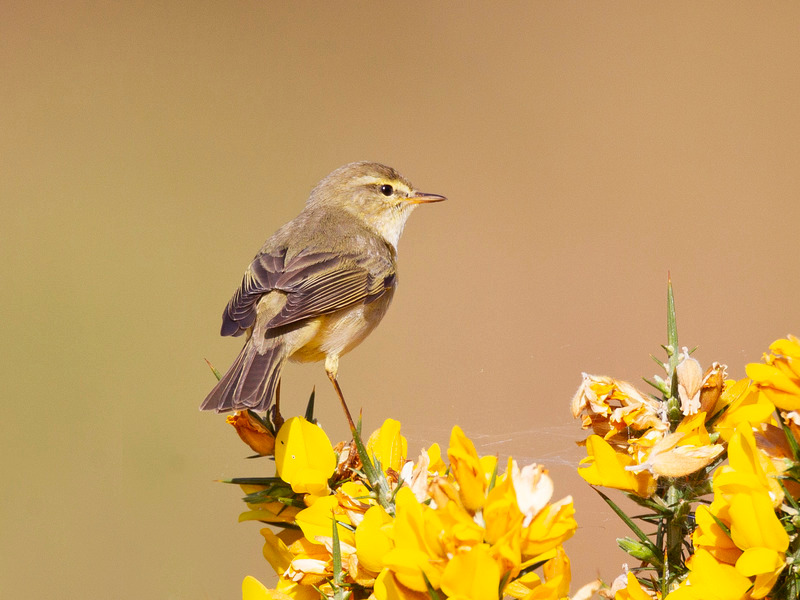 Willow Warbler | Stronchreggan