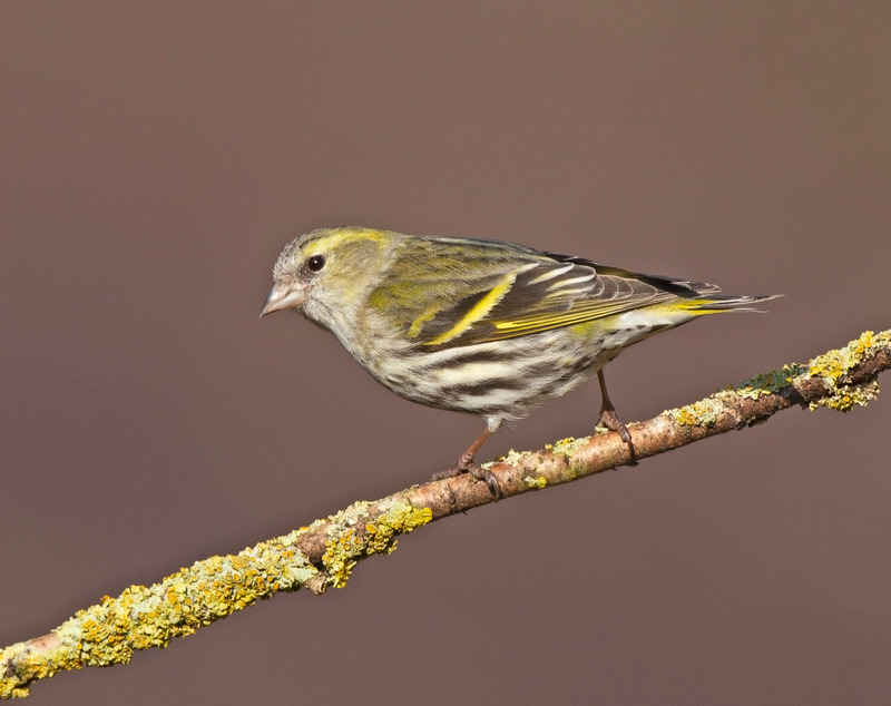 Siskin (f) - Carduelis spinus - Hedgerows and Woodland