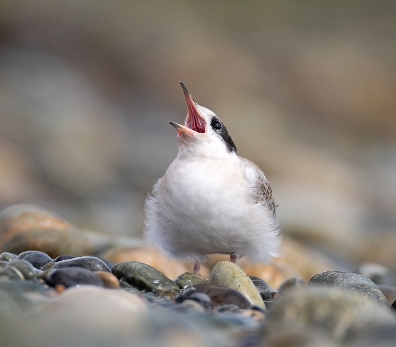 Tern | Bird Photography