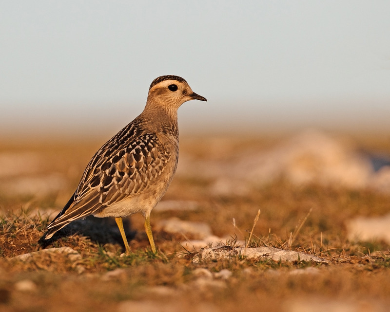 Dotterel | Great Orme