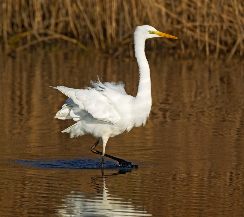 Great White Egret | Photography at Leighton Moss