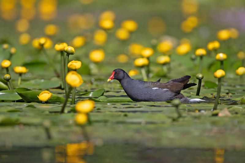  - Lakes, Streams and Ponds