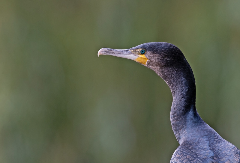Cormorant