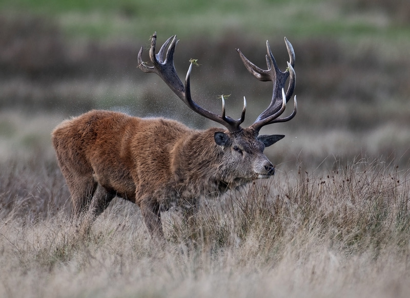 Red Deer - Cervus elaphus - Mammals