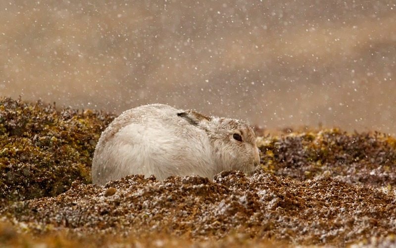 Mountain Hare | Scottish Wildlife