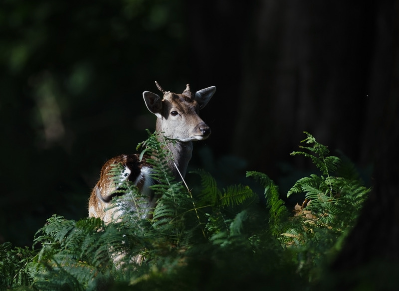 Fallow Deer | Woodland