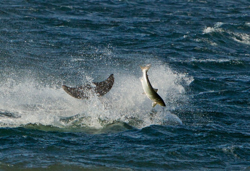 Bottlenose Dolphin | Black Isle