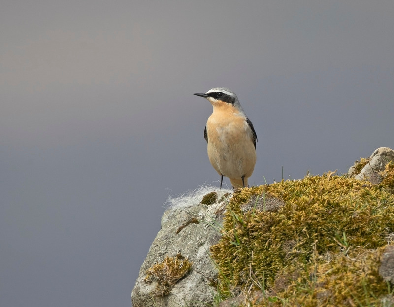 Wheatear - Oenanthe oenanthe - On the moors
