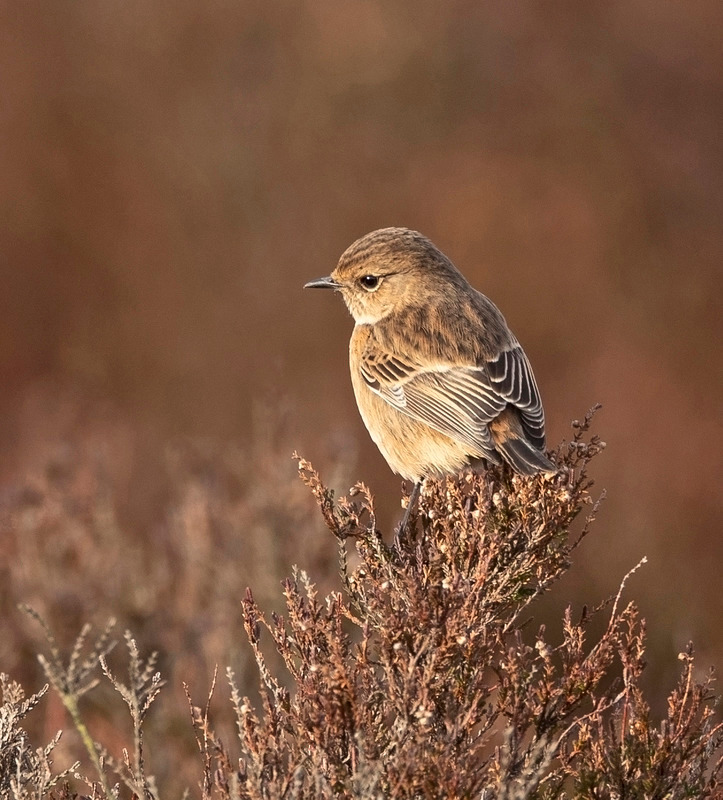 Stonechat