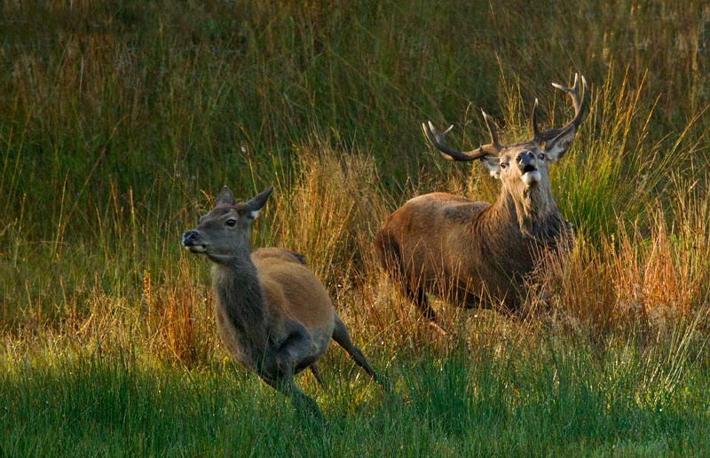 Red Deer | Ardnamurchan Wildlife Photography