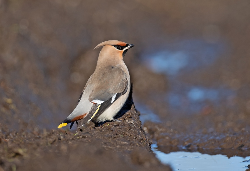 Waxwing - Bombycilla garrulus - Hedgerows and Woodland