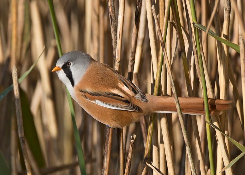 Bearded tit - Panurus biarmicus - Lakes, Streams and Ponds