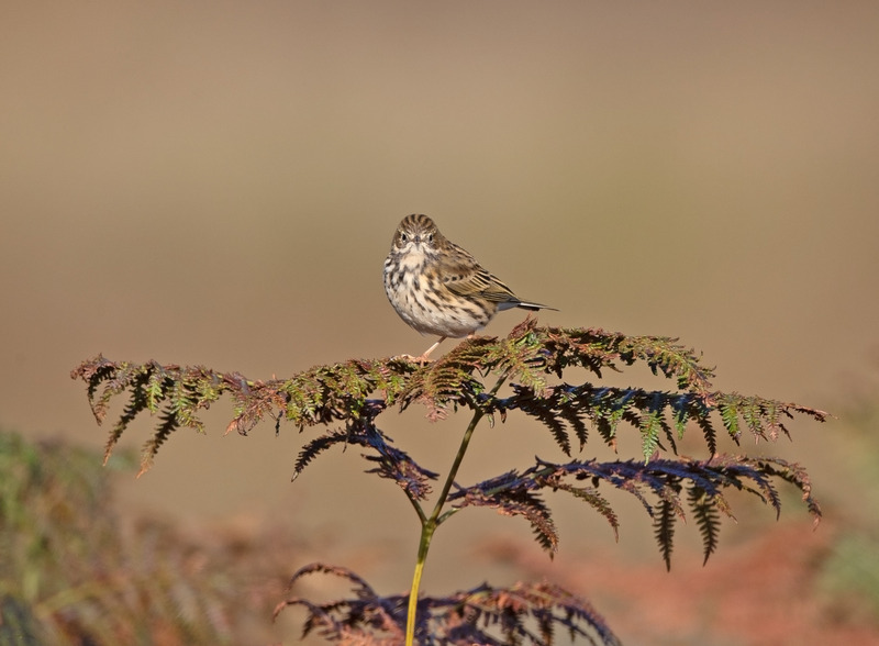 Meadow Pipit -  Anthus pratensis - On the moors