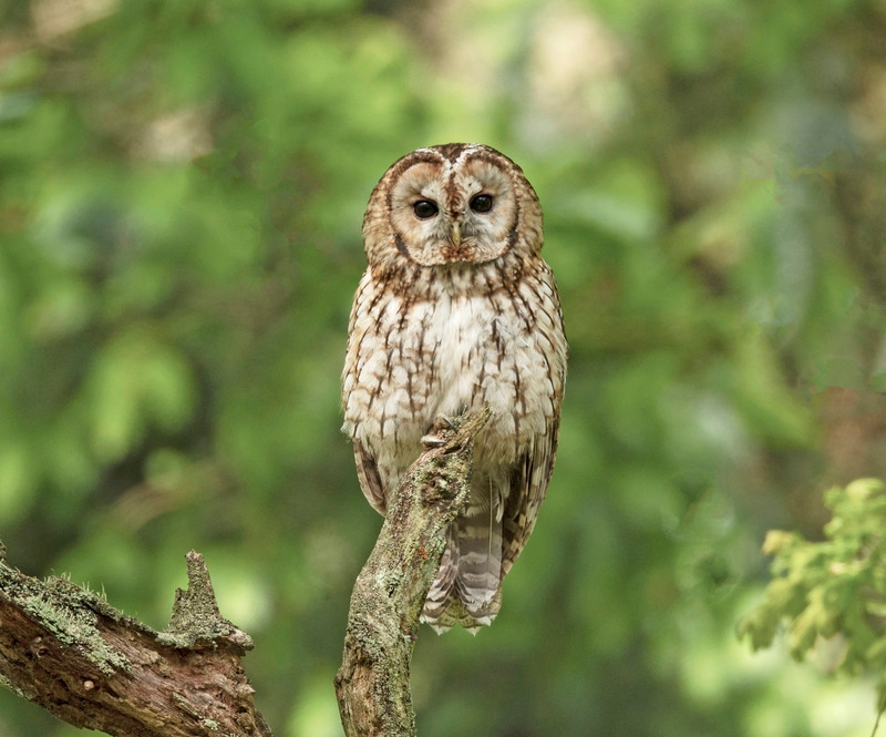 Tawny Owl | Wildlife Photography