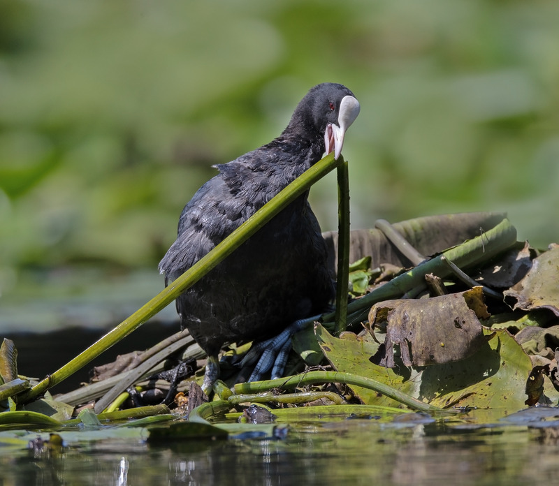 Coot Nest Building