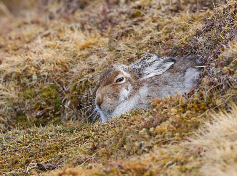 Mountain Hare - Lepus timidus - Cairngorms