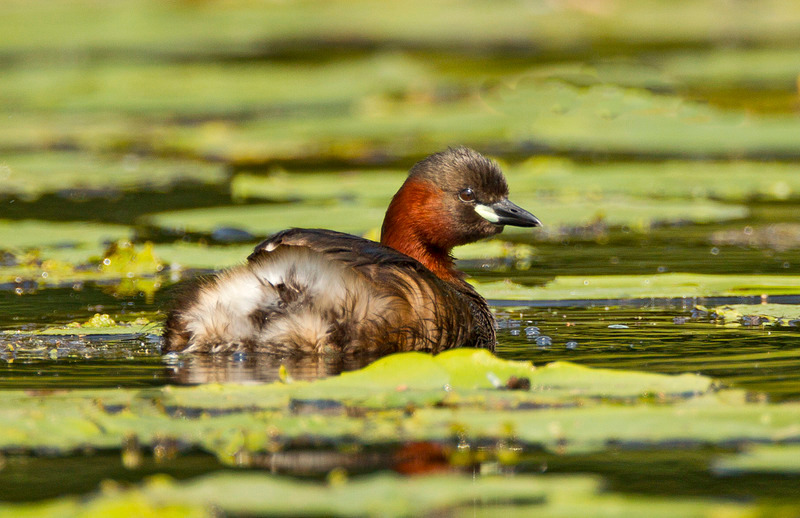 Little Grebe - Tachybaptus ruficollis - Lakes, Streams and Ponds