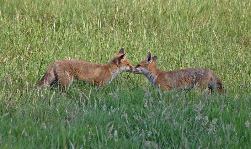 Red Fox - Vulpes vulpes - Mammals
